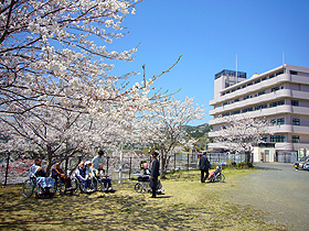 お花見